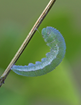 Sleepy Orange caterpillar beginning to pupate